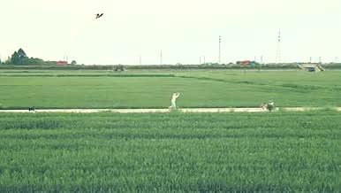 稻田上放风筝的父子视频的预览图